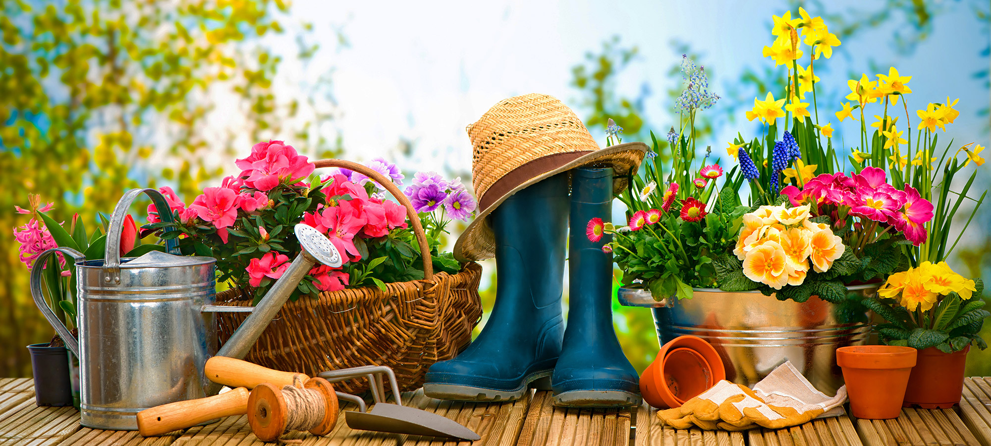 attrezzi da giardinaggio piante fiorite