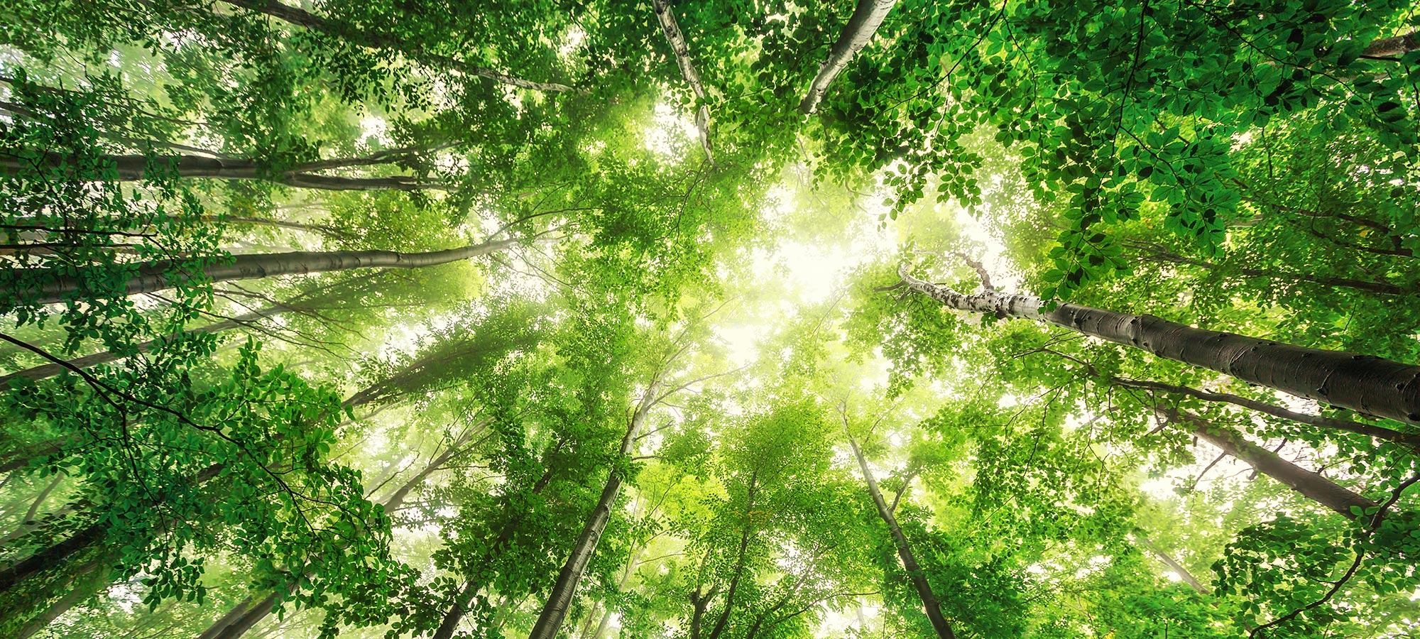 alberi alti visti dal basso