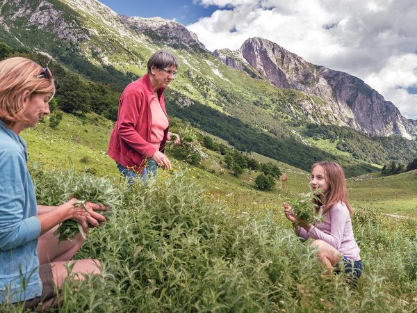 Foraging: alla scoperta delle erbe spontanee commestibili