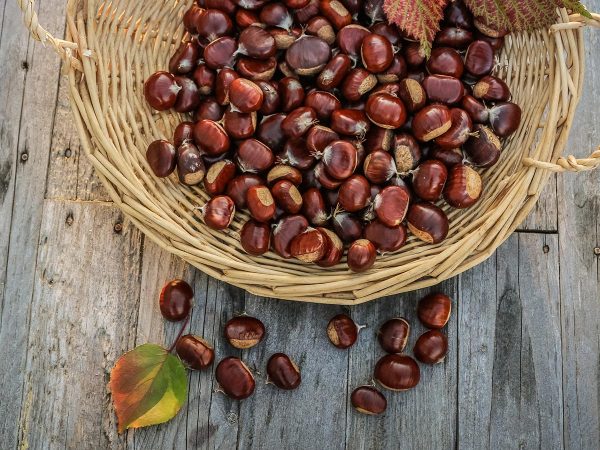 Merenda d’autunno: crema al cioccolato con Castagne cotte