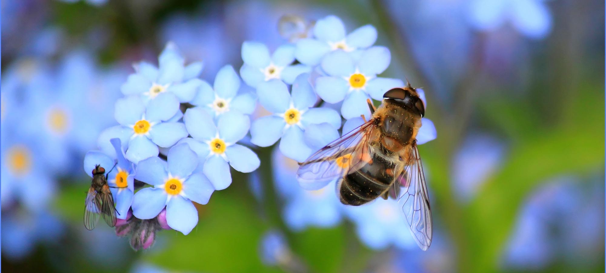 fiori di campo celesti api impollinazione