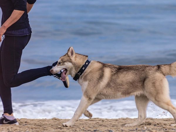 correre con il cane husky spiaggia