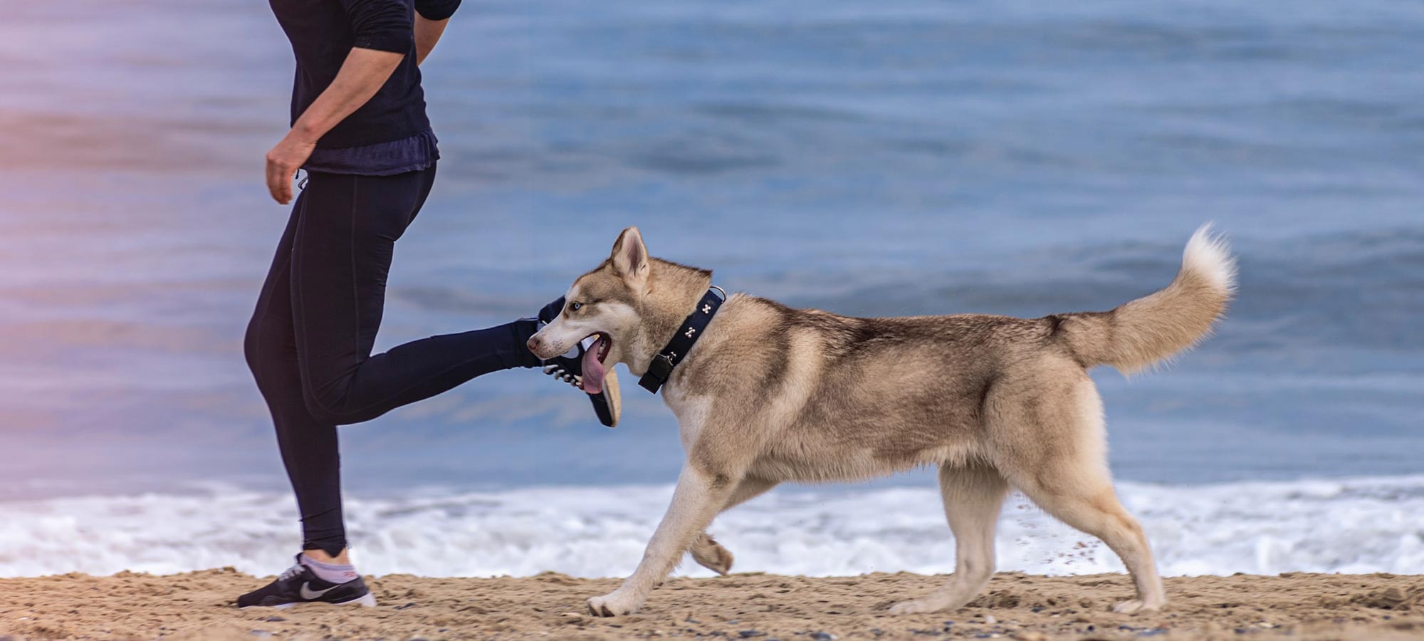 correre con il cane husky spiaggia